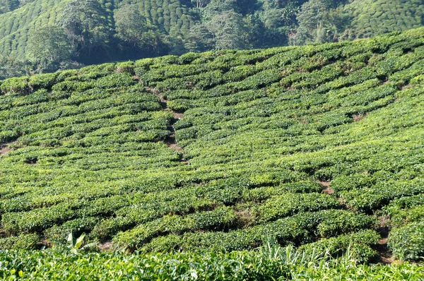 Tea Valley Cameron Highlandben Malajziában Amellett Hogy Malajzia Legnagyobb Teatermelője — Stock Fotó