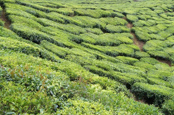 Tea Valley Cameron Highland Malasia Además Ser Mayor Productor Malasia — Foto de Stock