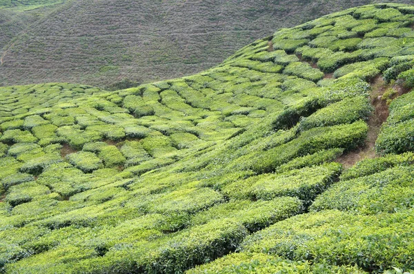 Tea Valley Cameron Highland Malajsii Kromě Toho Největším Producentem Čaje — Stock fotografie