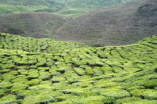 Cameron Highland Malezya Çay Vadisi Malezya Nın Büyük Çay Üreticileri — Stok fotoğraf