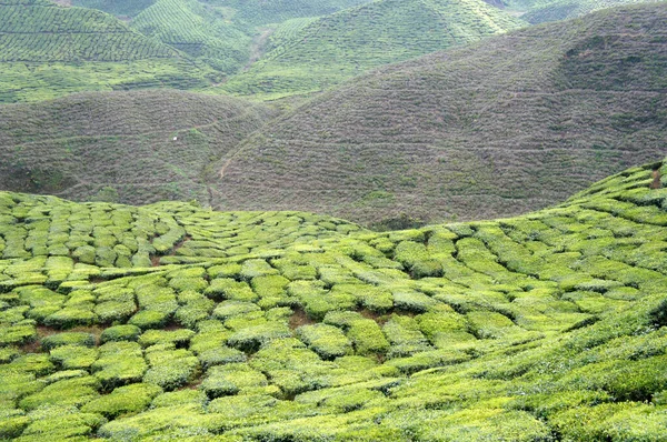 Cameron Highland Malezya Çay Vadisi Malezya Nın Büyük Çay Üreticileri — Stok fotoğraf
