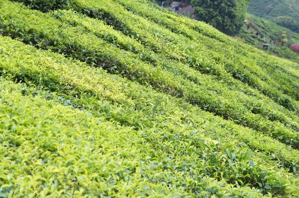 Чайна Долина Cameron Highland Малайзія Крім Він Найбільшим Виробником Чаю — стокове фото