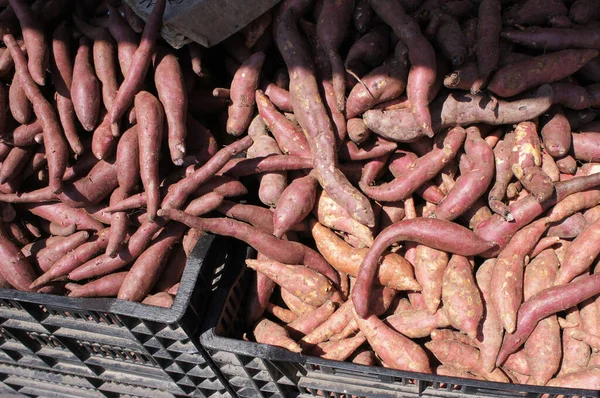 Słodkie Ziemniaki Sprzedaż Znana Również Jako Ipomoea Batatas Jako Nazwa — Zdjęcie stockowe