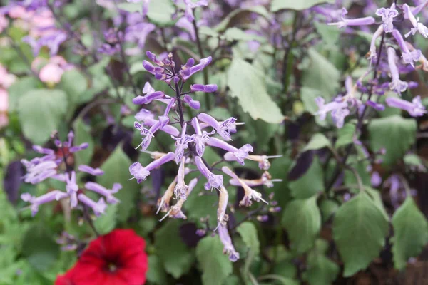 Lavender Perkebunan Bunga Putrajaya Malaysia Ditanam Secara Luas Untuk Dekorasi — Stok Foto