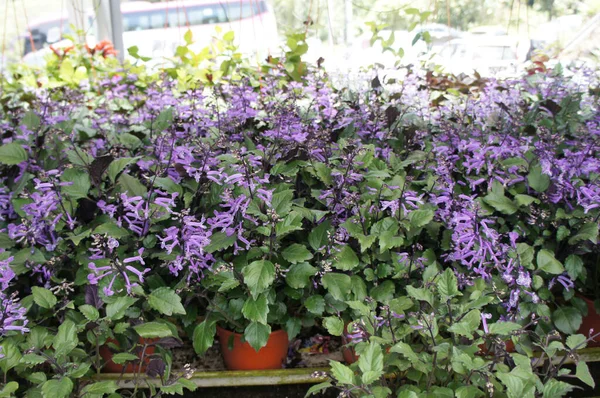 Lavender Flower Farm Cameron Highland Malaysia Planted Small Pots Widely — Stock Photo, Image