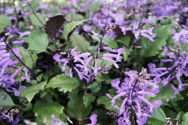 Lavanda Granja Flores Cameron Highland Malasia Plantado Macetas Pequeñas Ampliamente — Foto de Stock