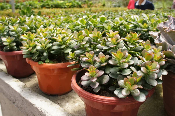 Crassula bitkileri Malezya 'nın Cameron Highland kentindeki bitki bakım evine ekildi. Müşterilere satılmak üzere küçük plastik kaplara yerleştirilmiş.. 