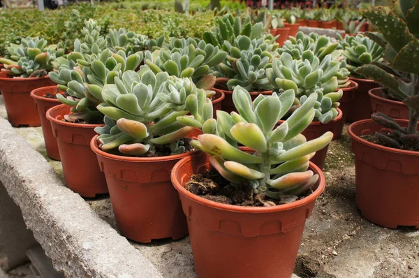 Crassula Plants Planted Plant Nursery Cameron Highland Malaysia Planted Small — Stock Photo, Image