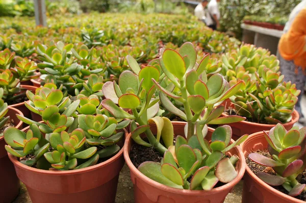 Crassula Plants Planted Plant Nursery Cameron Highland Malaysia Planted Small — Stock Photo, Image