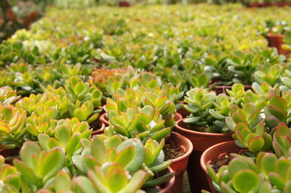 Crassula Plants Planted Plant Nursery Cameron Highland Malaysia Planted Small — Stock Photo, Image