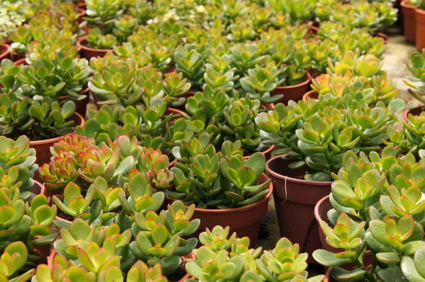 Crassula Plants Planted Plant Nursery Cameron Highland Malaysia Planted Small — Stock Photo, Image