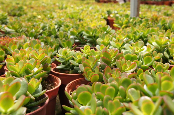 Crassula Plants Planted Plant Nursery Cameron Highland Malaysia Planted Small — Stock Photo, Image