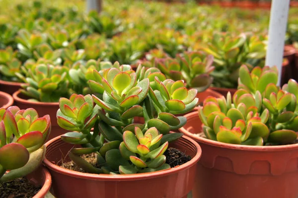 Crassula Plants Planted Plant Nursery Cameron Highland Malaysia Planted Small — Stock Photo, Image