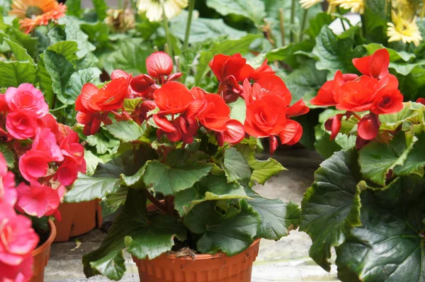 Begonia Roses planted in a plant nursery in Cameron Highland, Malaysia. Planted in small pots for easy to sale to customers.