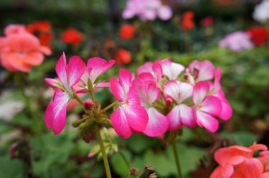 Cameron Highland, Malezya 'da bir bitkiye sardunya bitkisi ekildi. Müşterilere satabilmek için küçük saksılara yerleştirilmiş..