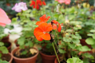 Cameron Highland, Malezya 'da bir bitkiye sardunya bitkisi ekildi. Müşterilere satabilmek için küçük saksılara yerleştirilmiş..