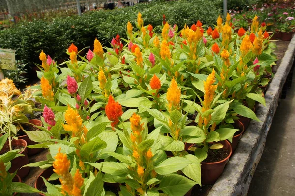 Cockscomb flowers or are also known as Wool Flowers or Brain Celosia grown at flower nursery at Cameron Highland, Malaysia. Planted in small pots for sale.