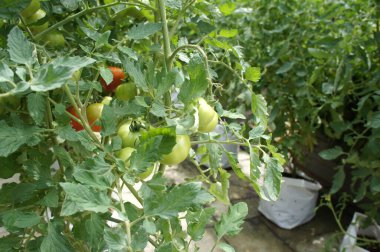 Modern yöntemlerle domates ekiyorum. Tencerelere yerleştirilmiş. Kendi damlatma metodunu kullanarak radyasyona maruz kalmış. Böcek kontrolü için kapalı alanlara yerleştirildi.