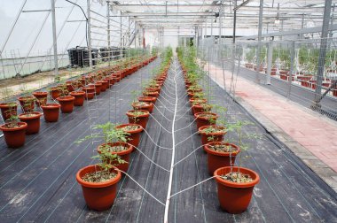 Modern yöntemlerle domates ekiyorum. Tencerelere yerleştirilmiş. Kendi damlatma metodunu kullanarak radyasyona maruz kalmış. Böcek kontrolü için kapalı alanlara yerleştirildi.