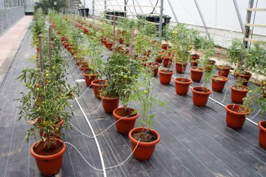 Modern yöntemlerle domates ekiyorum. Tencerelere yerleştirilmiş. Kendi damlatma metodunu kullanarak radyasyona maruz kalmış. Böcek kontrolü için kapalı alanlara yerleştirildi.