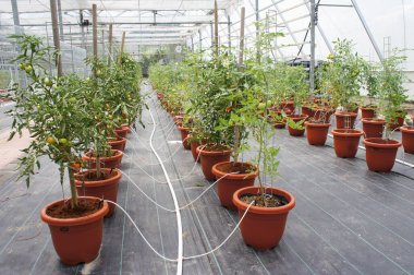 Modern yöntemlerle domates ekiyorum. Tencerelere yerleştirilmiş. Kendi damlatma metodunu kullanarak radyasyona maruz kalmış. Böcek kontrolü için kapalı alanlara yerleştirildi.