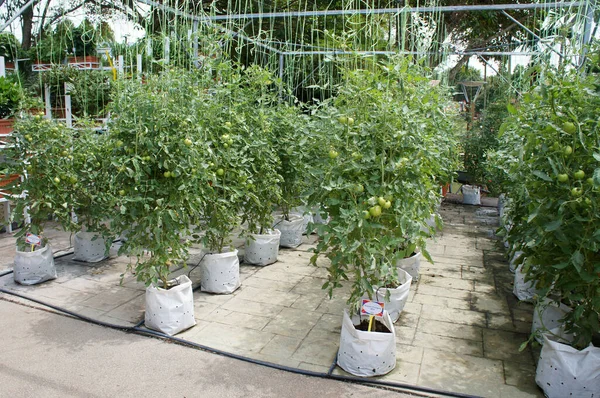 近代的な方法でトマトを植える 鉢に植えられた 自己滴定法を用いて照射する 害虫駆除のために囲まれた地域に植えられた — ストック写真