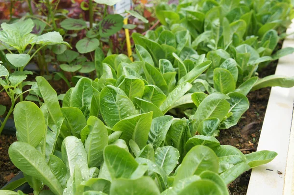 Lettuce Lactuca Sativa Usually Leaf Eaten Raw Ensure Its Freshness — Stock Photo, Image