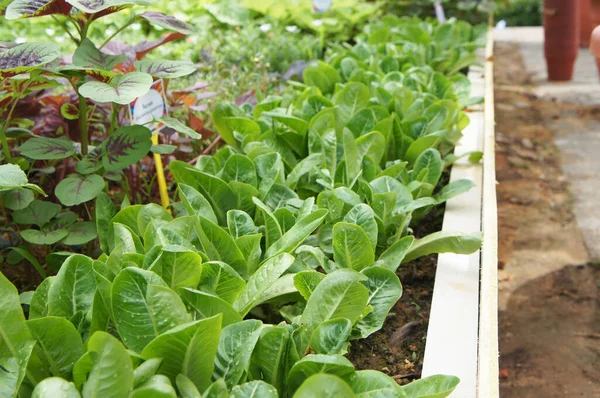 Lettuce Lactuca Sativa Usually Leaf Eaten Raw Ensure Its Freshness — Stock Photo, Image