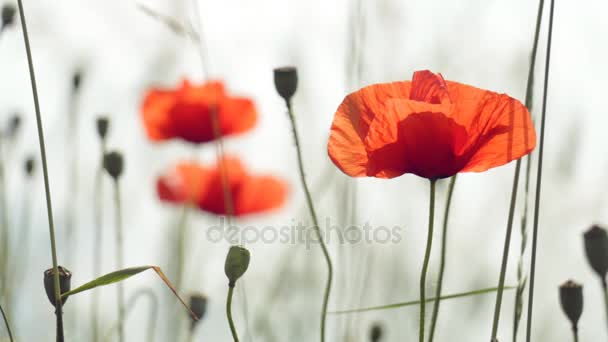 Hermosas amapolas rojas — Vídeo de stock