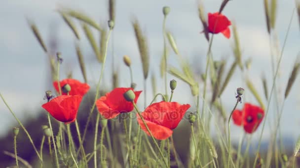 Des coquelicots dans le vent — Video