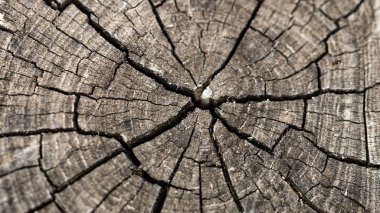 kesit ahşap arka plan