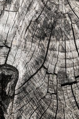 kesit ahşap arka plan