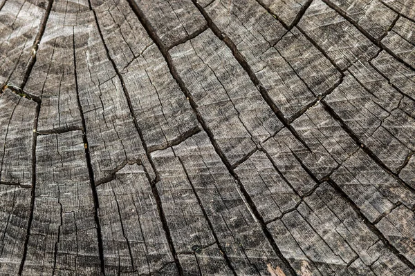Cross Section Wood Background