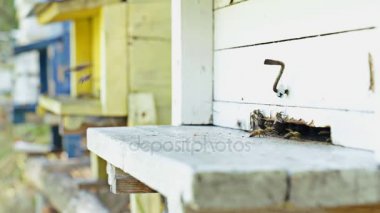 Arı ve arı kovanı