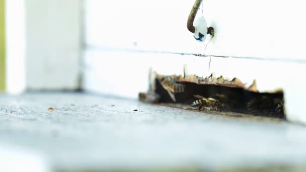 Les abeilles se rapprochent 