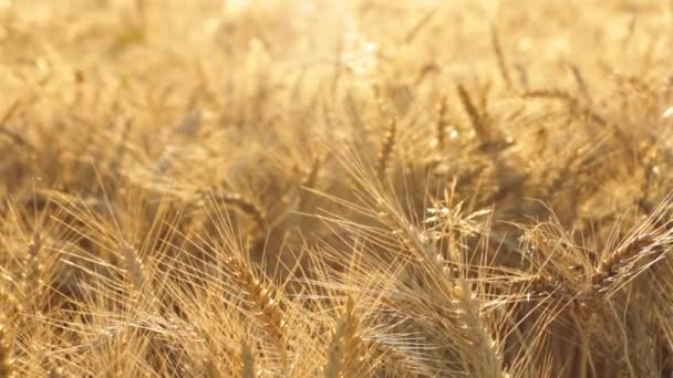 Primer plano del campo de cebada. Panorámica movimiento dolly . — Vídeos de Stock