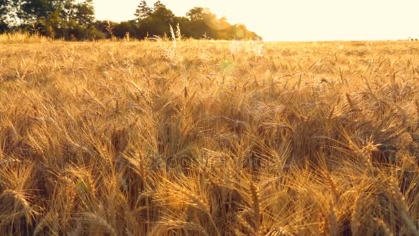Zooma i Dolly skott av korn fältet vid solnedgång eller soluppgång — Stockvideo