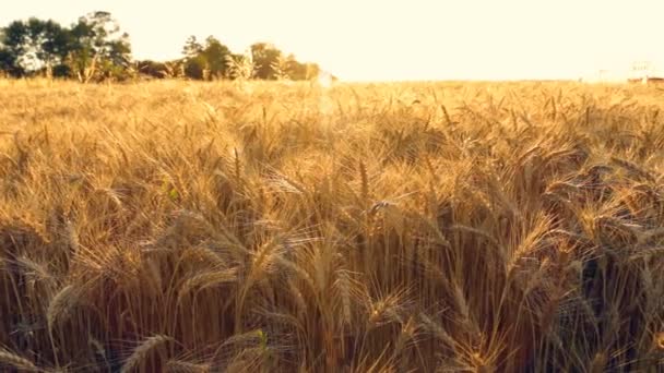 Vete eller korn fältet vid solnedgången — Stockvideo
