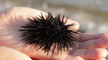 Deniz kestanesi kadının elinde