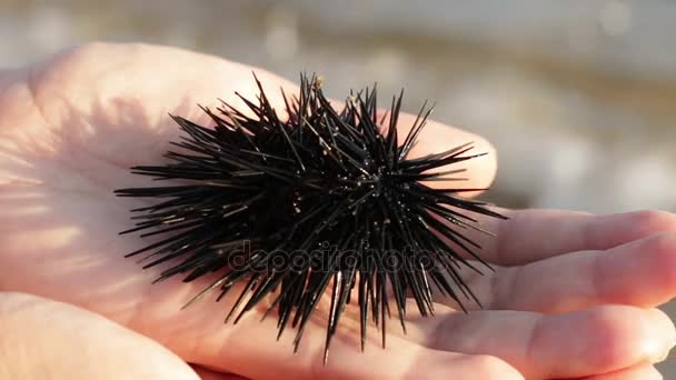 Urchin mar na mão da mulher — Vídeo de Stock