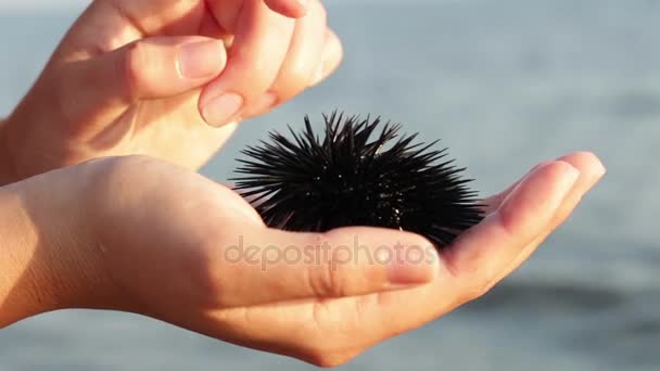 Seeigel in der Hand der schönen Frau — Stockvideo