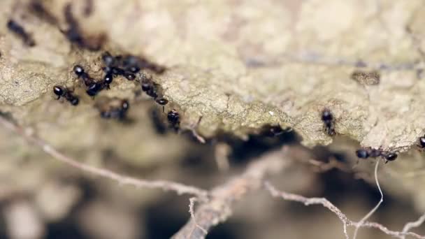 Fourmis Noires Travaillant Dur — Video