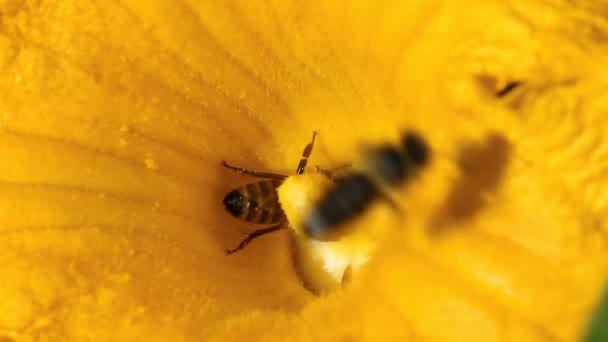 Abeja Recogiendo Polen Cerca — Vídeo de stock