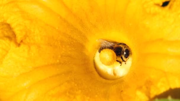 Пчела Тыквенный Цветок — стоковое видео