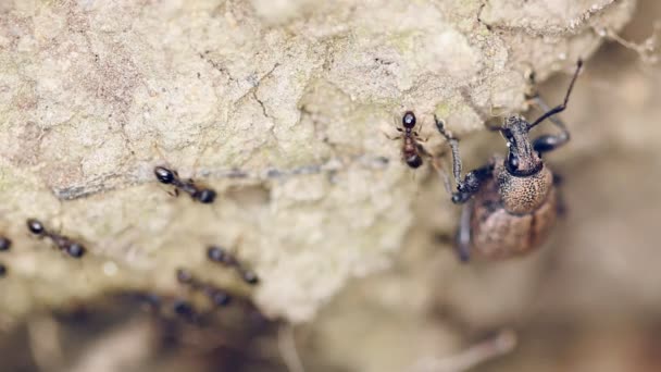 Μυρμήγκια Και Σκαραβαίος — Αρχείο Βίντεο