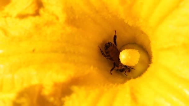 Bin Samlar Pollen Pumpa Blomma — Stockvideo
