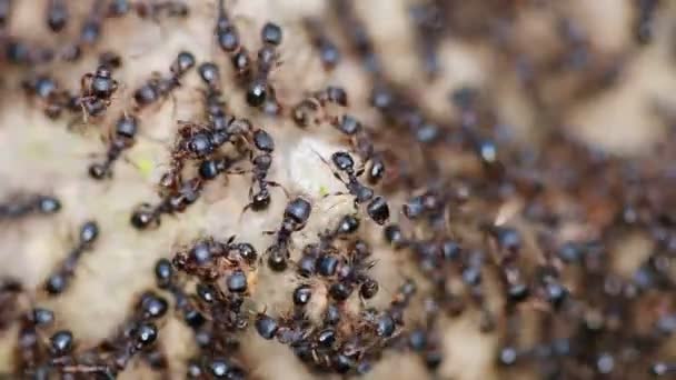 Black Ants Close — Stock Video