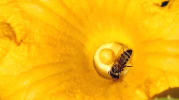 Méhecske Virágport Gyűjt Egy Tök Virágra Közelről — Stock videók