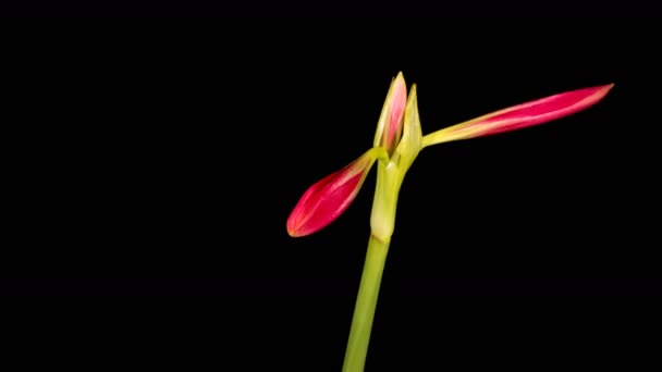 Κόκκινο Amaryllis Ανθίζοντας Time Lapse — Αρχείο Βίντεο