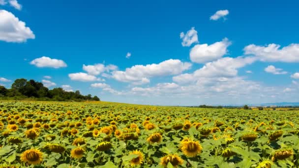 Sonnenblume Und Wolken Zeitraffer — Stockvideo